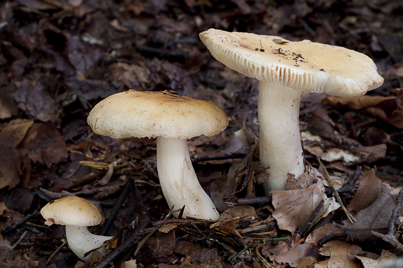 Russula fellea